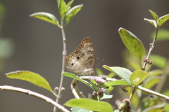 Anartia jatrophae