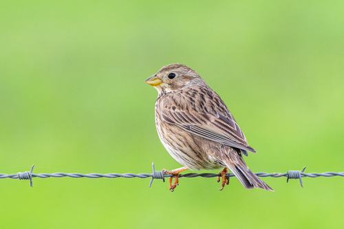 Corn Bunting