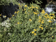 Arnica longifolia