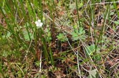 Geranium microphyllum