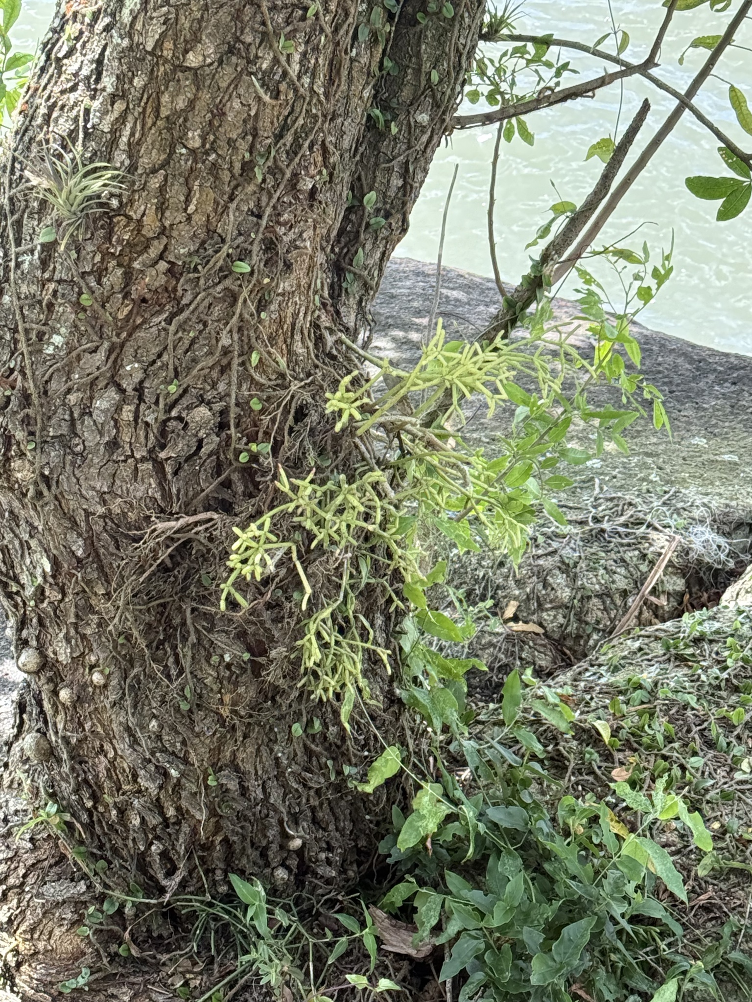 Rhipsalis cereuscula