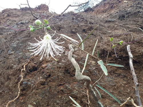 Cynophalla flexuosa image