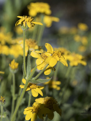 Arnica longifolia