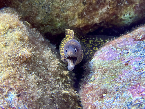 Muraena helena