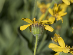 Arnica longifolia