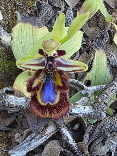 Mirror Orchid