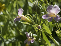 Erythranthe erubescens