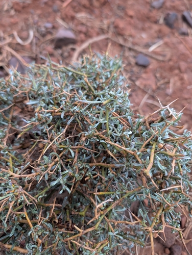 Convolvulus trabutianus