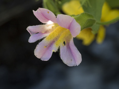 Erythranthe erubescens