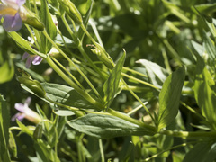 Erythranthe erubescens