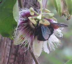 Xylocopa grisescens