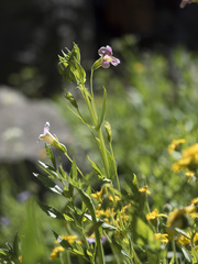Erythranthe erubescens