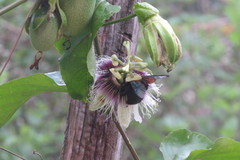Xylocopa grisescens