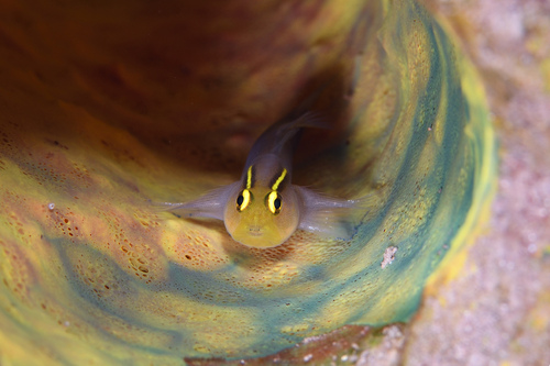 Shortstripe goby (Elacatinus chancei) — Gobiidae