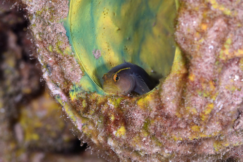 Shortstripe goby (Elacatinus chancei) — Gobiidae — 5