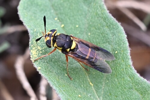 Unknown species found near Cibolo, TX, USA