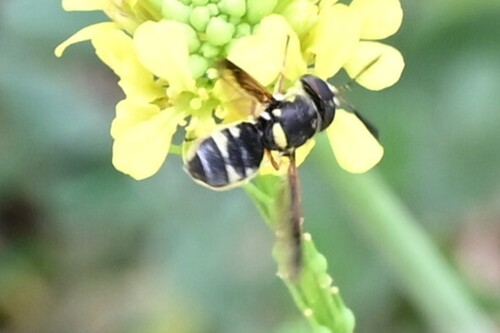 Unknown species found near Cibolo, TX, USA