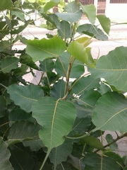 Ficus religiosa