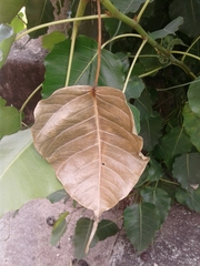 Ficus religiosa