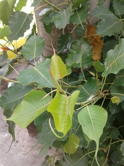 Ficus religiosa
