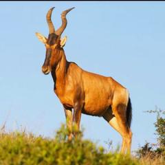 Alcelaphus buselaphus
