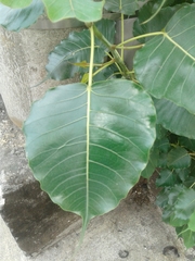Ficus religiosa