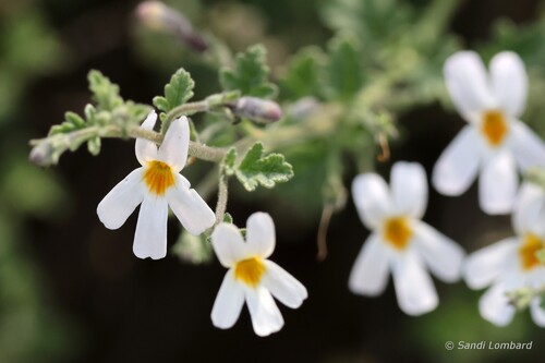 Jamesbrittenia filicaulis