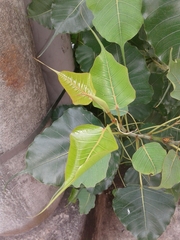 Ficus religiosa