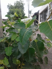 Ficus religiosa