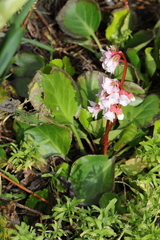 Bergenia crassifolia