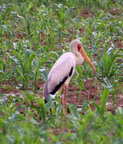 Yellow-billed Stork