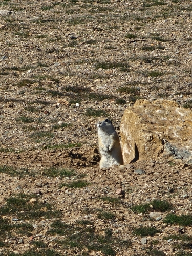 Asia Minor Ground Squirrel
