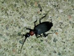 Galerita collaris