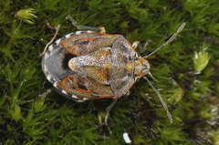 Holcogaster fibulata