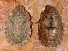 Sciocoris homalonotus