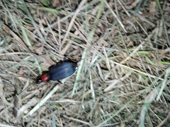 Galerita collaris