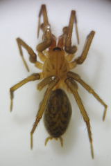 Eratigena fuesslini
