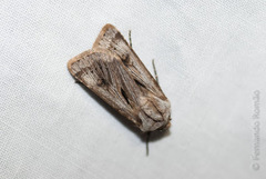 Agrotis chretieni