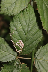 Stigmella aurella