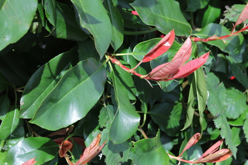 Photinia × fraseri, photograph 1