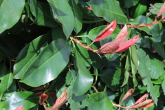 Photinia × fraseri, photograph Stephen James McWilliam, CC0, iNaturalist via GBIF