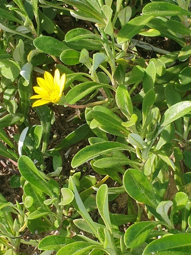 Gazania rigens