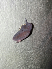 Psilopygida crispula