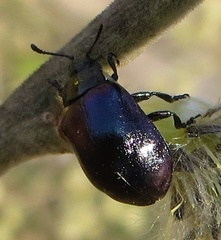 Chrysomela cuprea