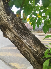 Tecoma stans