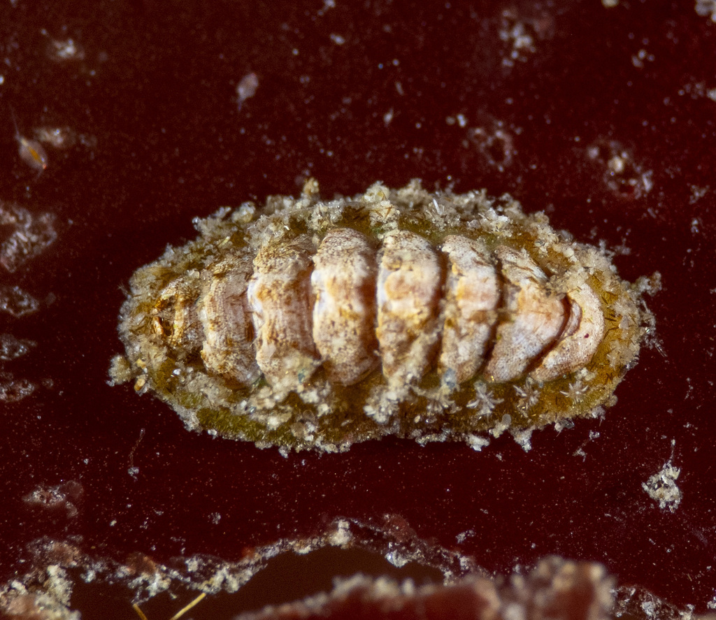 Hemiarthrum