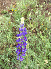 Lupinus benthamii