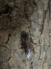 Apis dorsata binghami