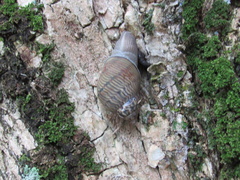 Orthalicus pulchellus