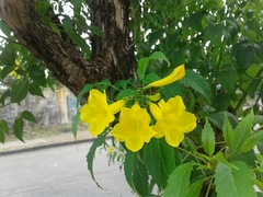 Tecoma stans